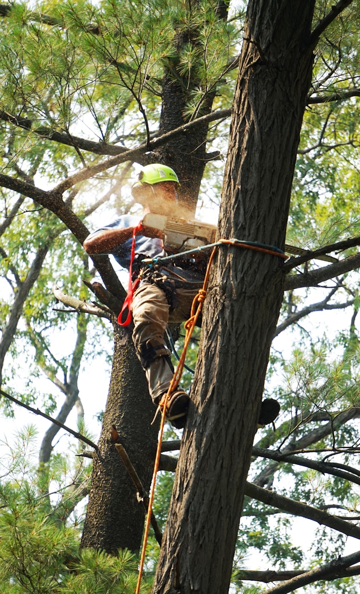 Photo by LaRon Rosser man in red and black shirt climbing on brown tree during daytime